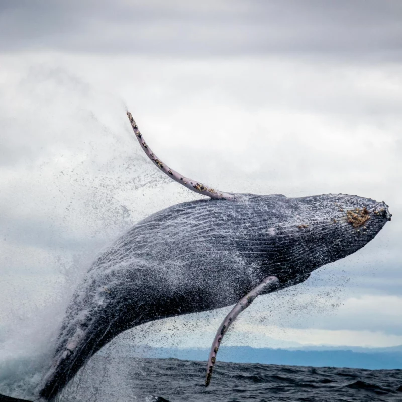 Quel animal produit l'ambre gris utilisé en parfumerie ? 1 L'ambre gris - Baleine sautant au dessus de l'eau.